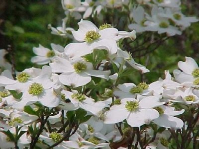 cornus-florida-cherokee-princess-flowering-dogwood