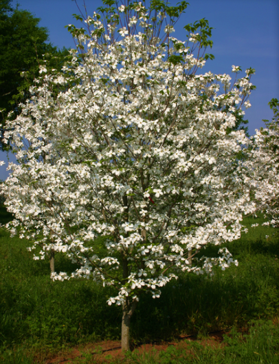 cornus-florida-cherokee-princess-flowering-dogwood