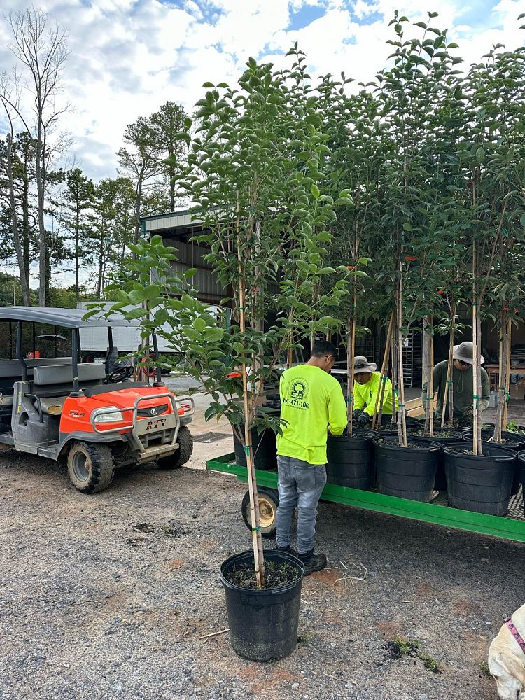 cornus-florida-cherokee-princess-flowering-dogwood