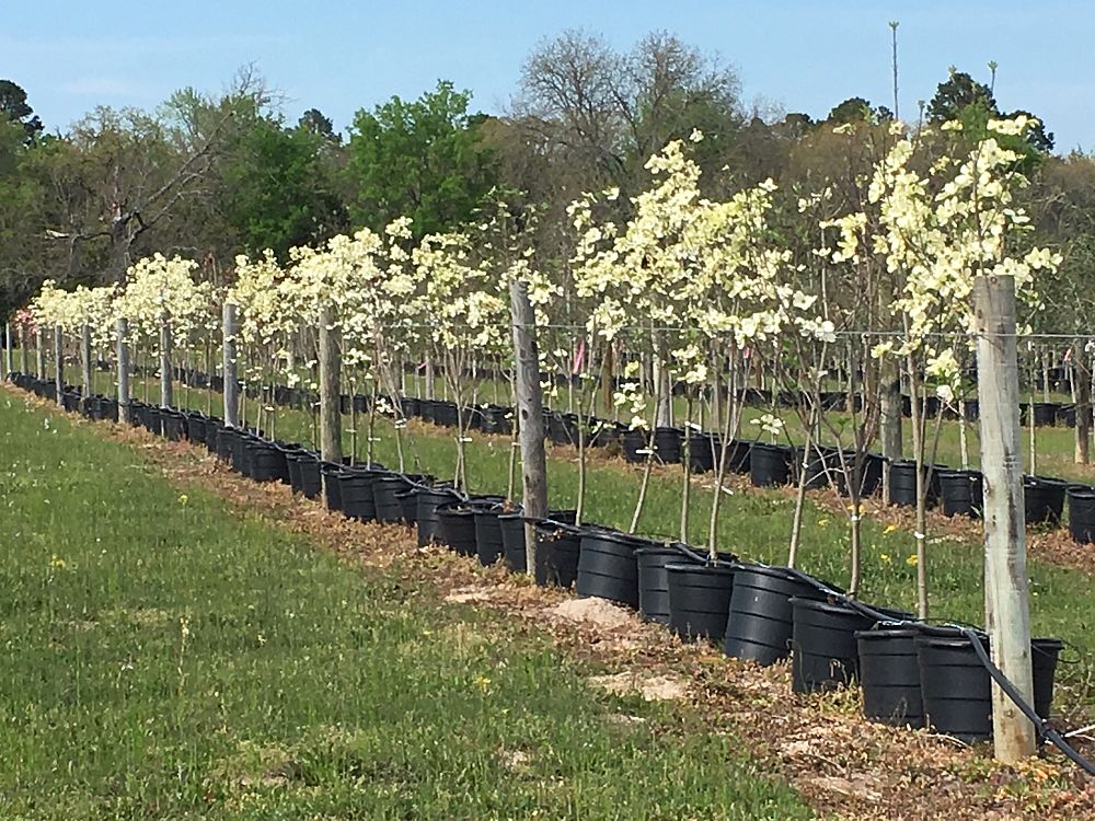 cornus-florida-cherokee-white-flowering-dogwood