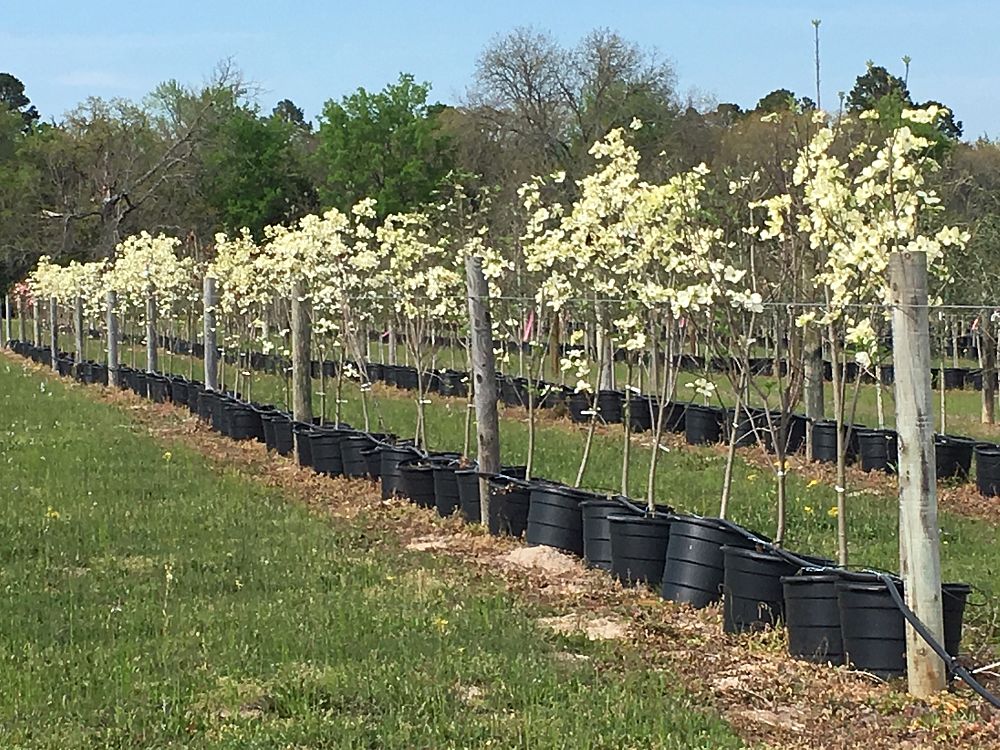 cornus-florida-cherokee-white-flowering-dogwood