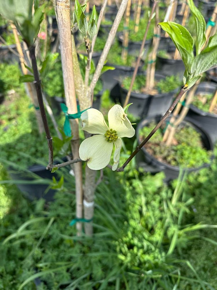 cornus-florida-cherokee-white-flowering-dogwood