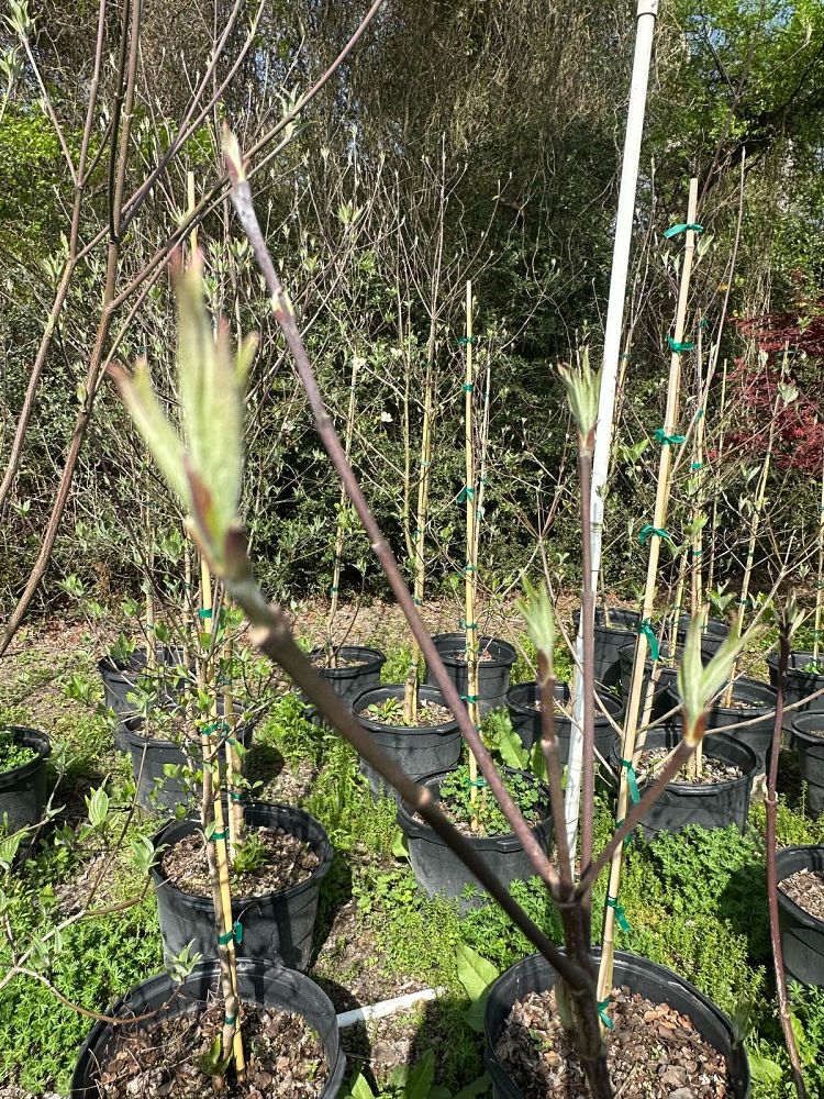 cornus-florida-cherokee-white-flowering-dogwood