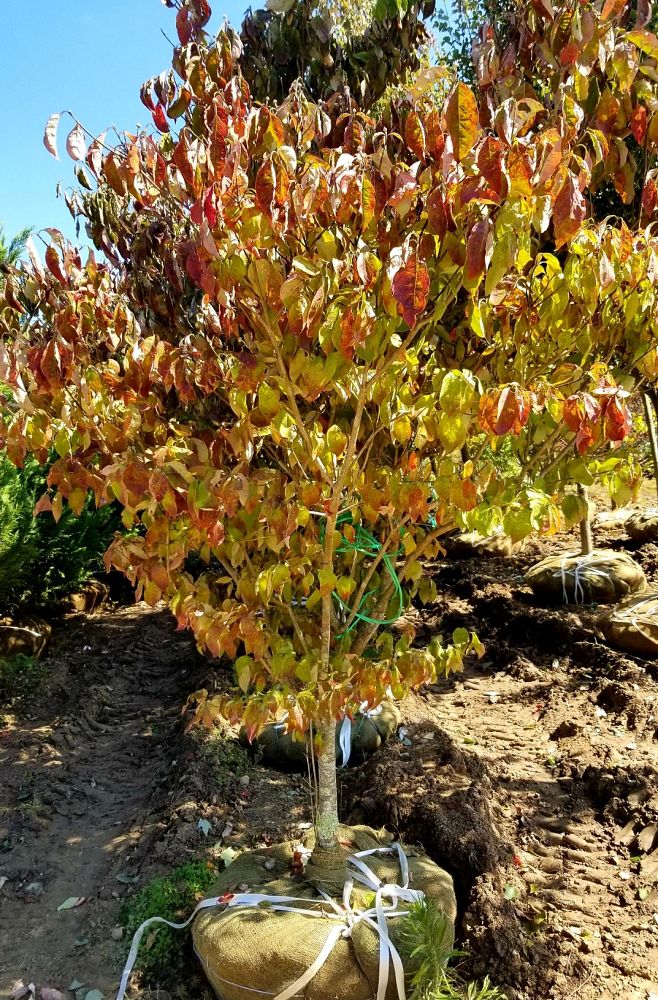 cornus-florida-cloud-nine-flowering-dogwood