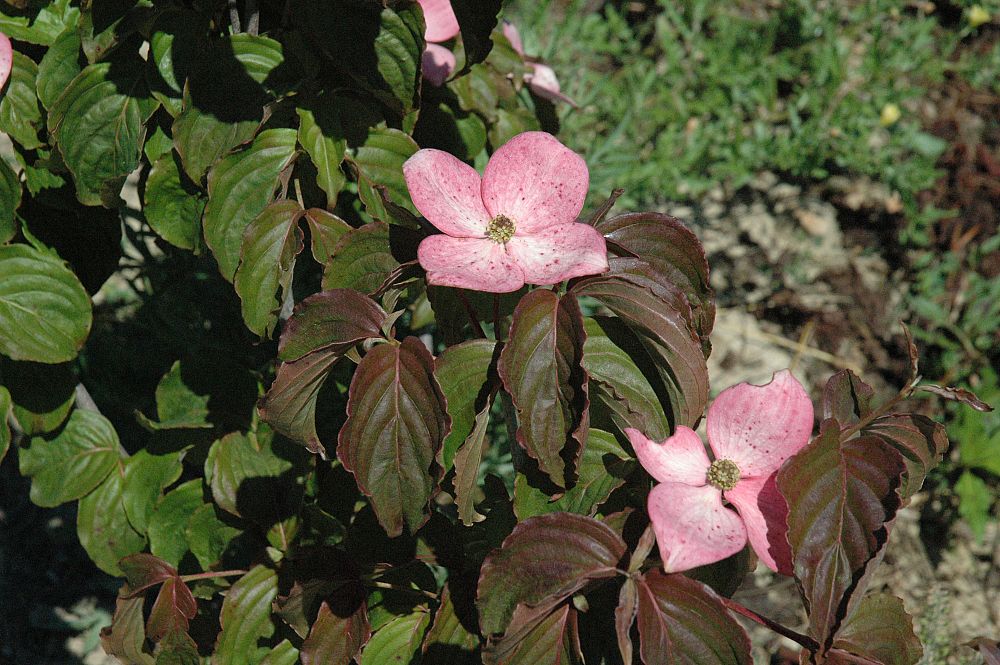 cornus-florida-comco-no-1-flowering-dogwood-cherokee-brave
