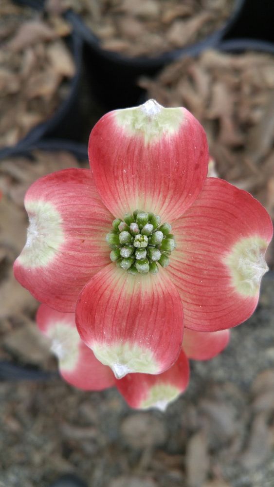 cornus-florida-comco-no-1-flowering-dogwood-cherokee-brave