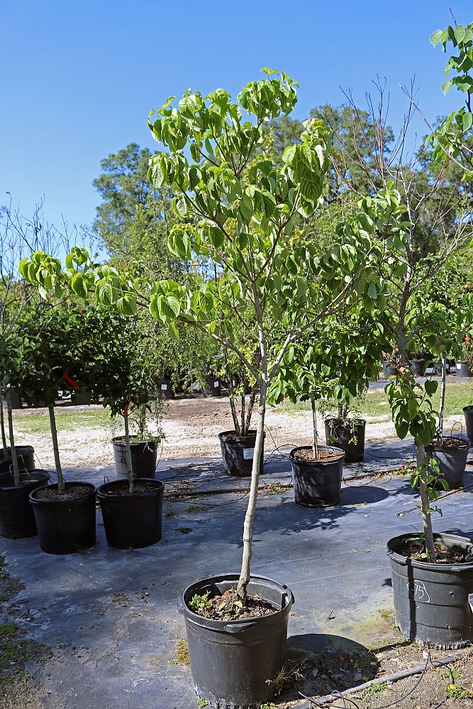 cornus-florida-flowering-dogwood