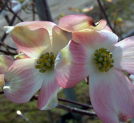 cornus-florida-karen-s-appalachian-blush-flowering-dogwood