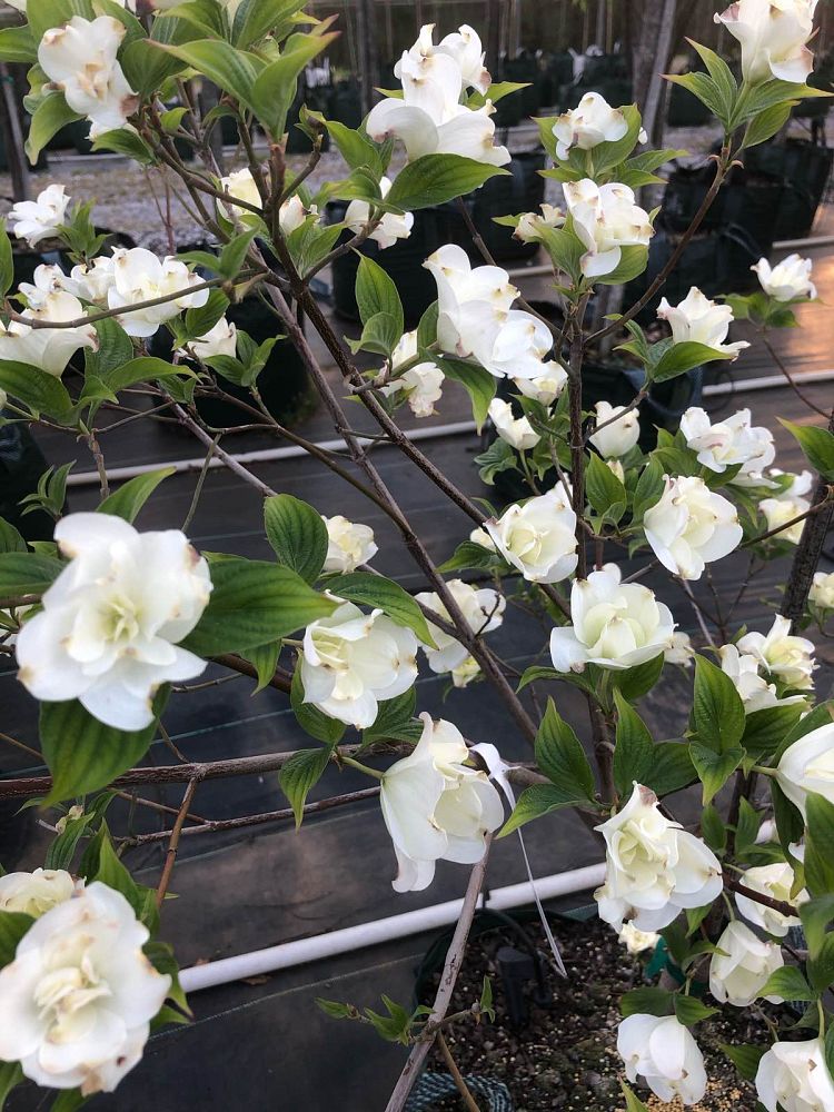 cornus-florida-plena-flowering-dogwood-double-white