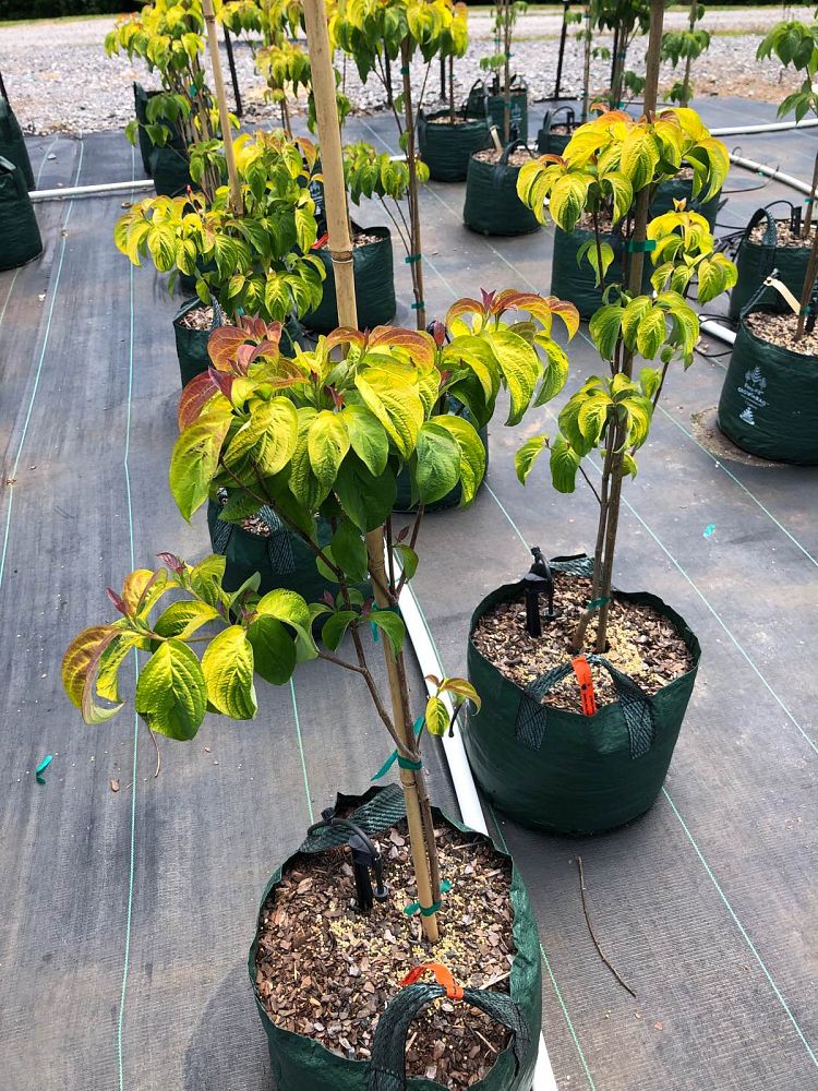 cornus-florida-pumpkin-patch-flowering-dogwood