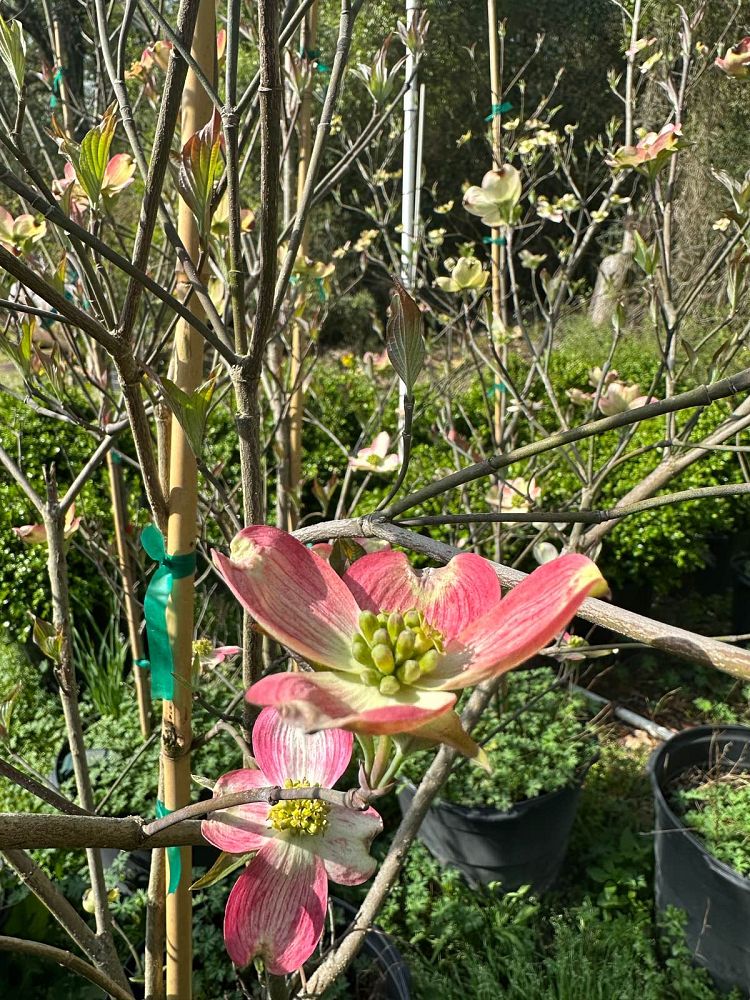 cornus-florida-rubra-flowering-dogwood-pink
