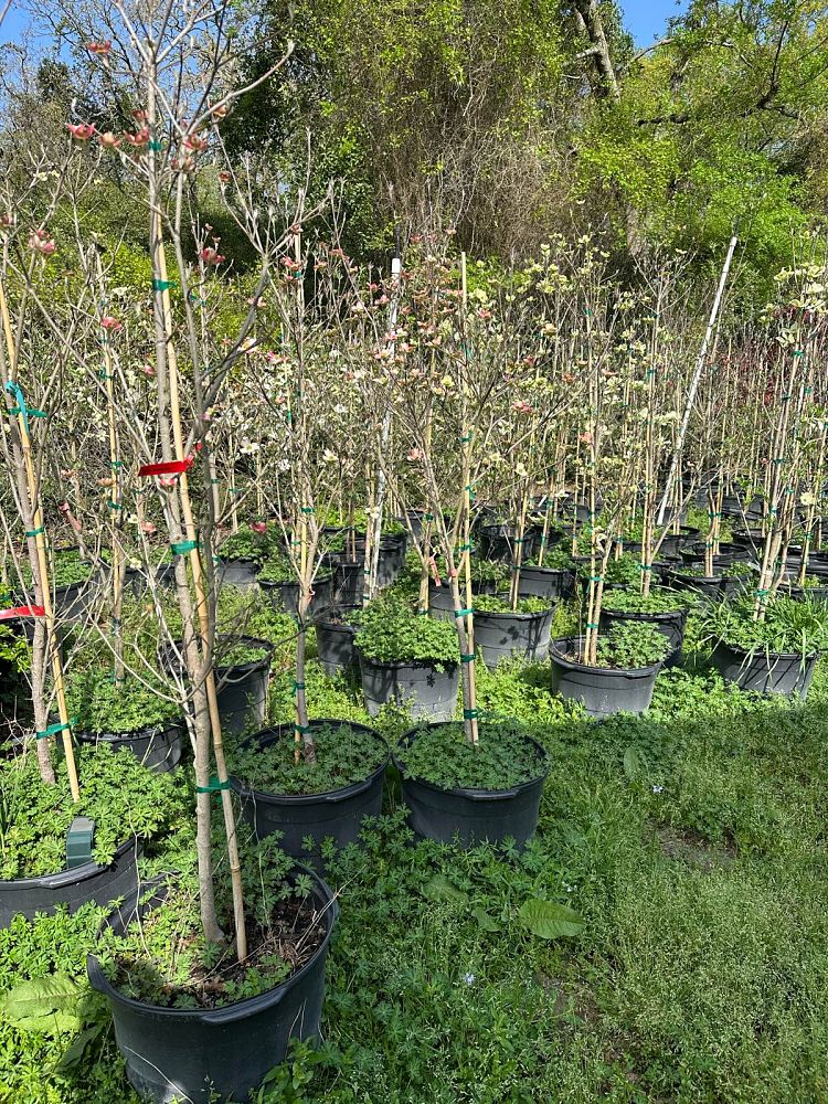 cornus-florida-rubra-flowering-dogwood-pink