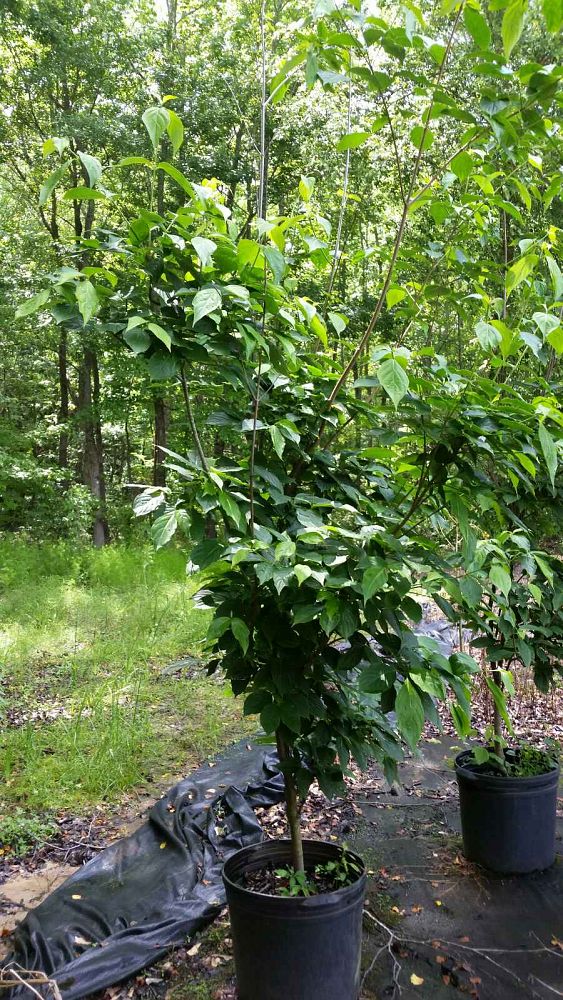 cornus-florida-white-flowering-dogwood