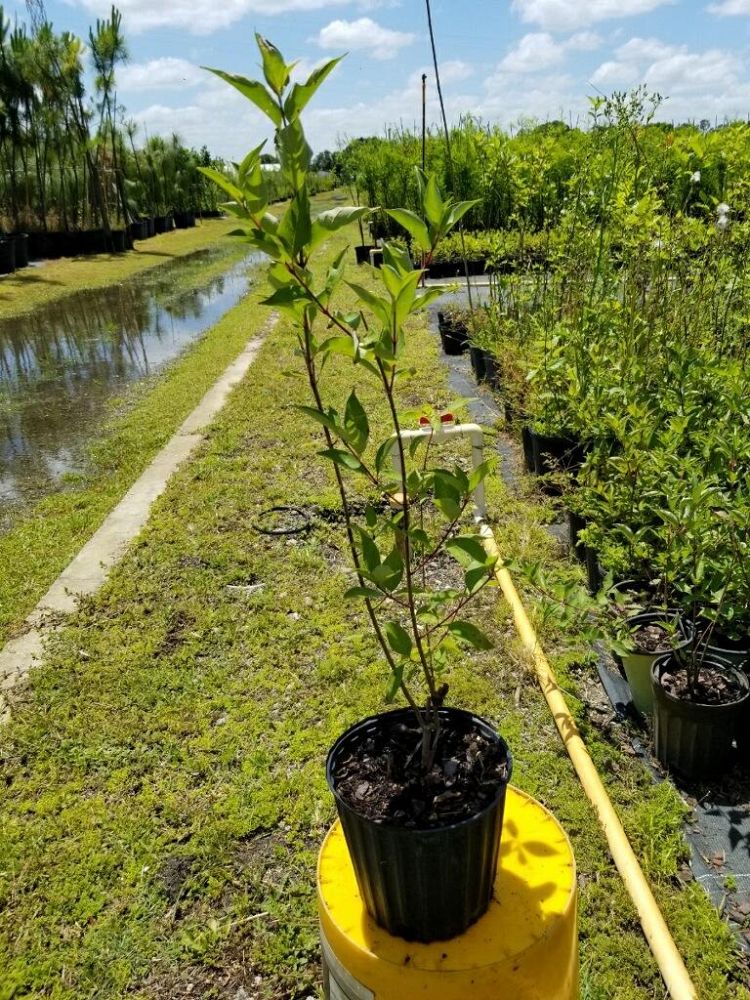 cornus-foemina-cornus-stricta-swamp-stiff-dogwood