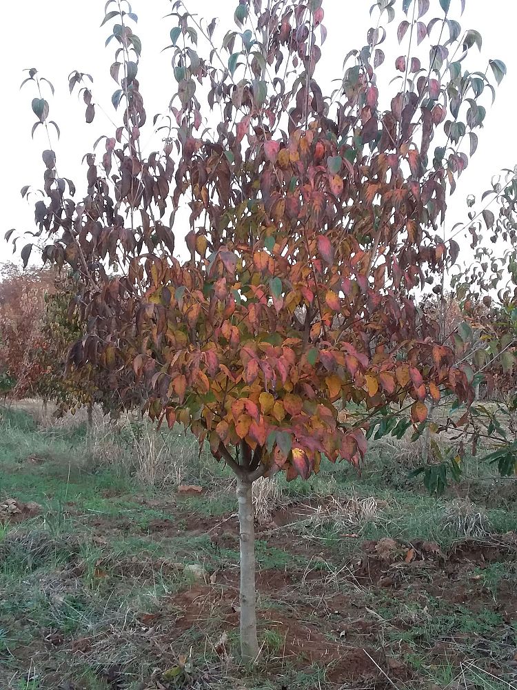 cornus-kousa-chinensis-chinese-kousa-dogwood