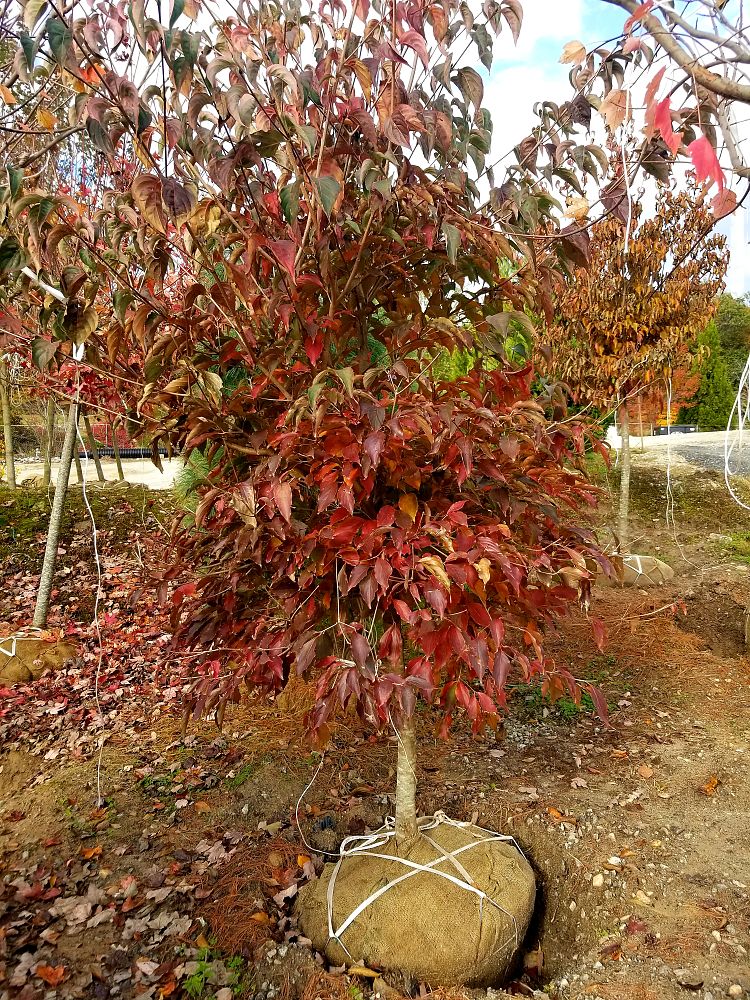 cornus-kousa-chinensis-chinese-kousa-dogwood