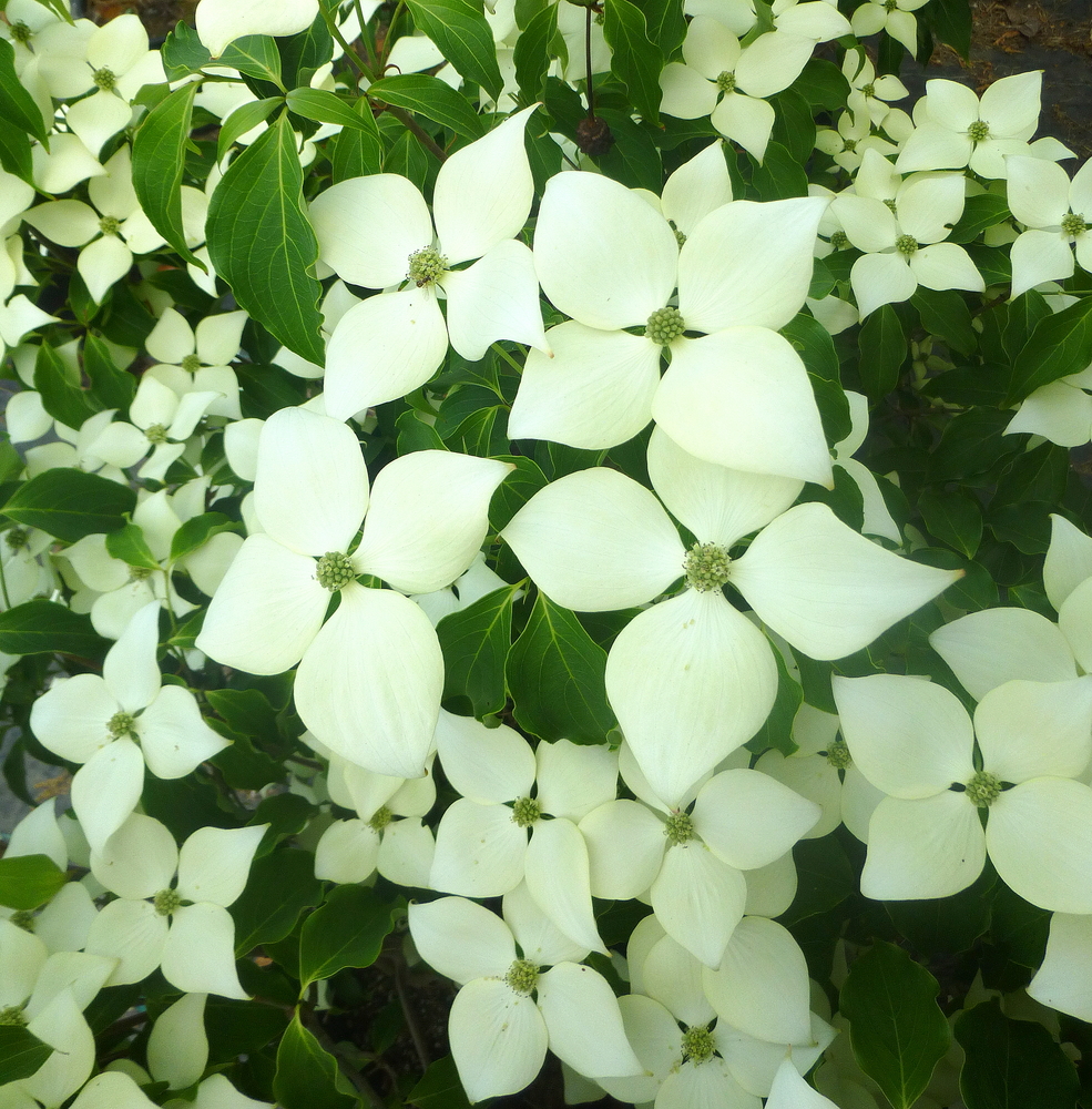cornus-kousa-chinensis-greensleeves-chinese-kousa-dogwood