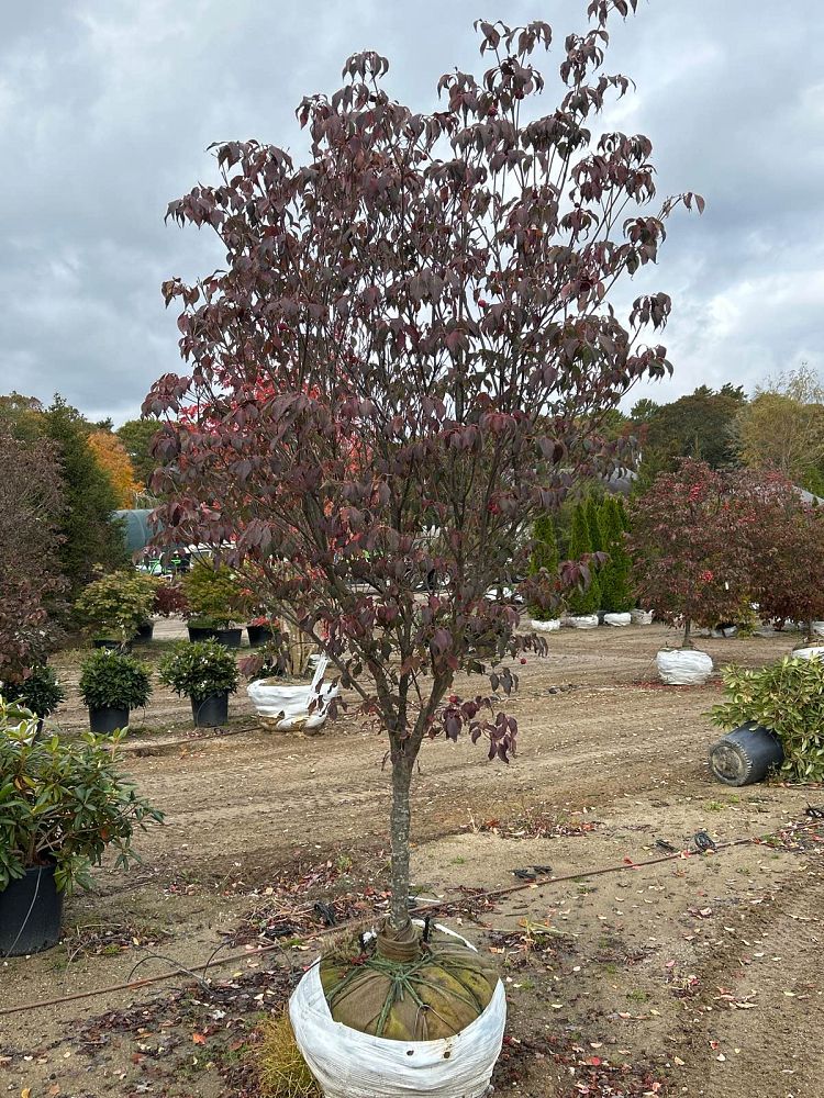 cornus-kousa-chinensis-greensleeves-chinese-kousa-dogwood