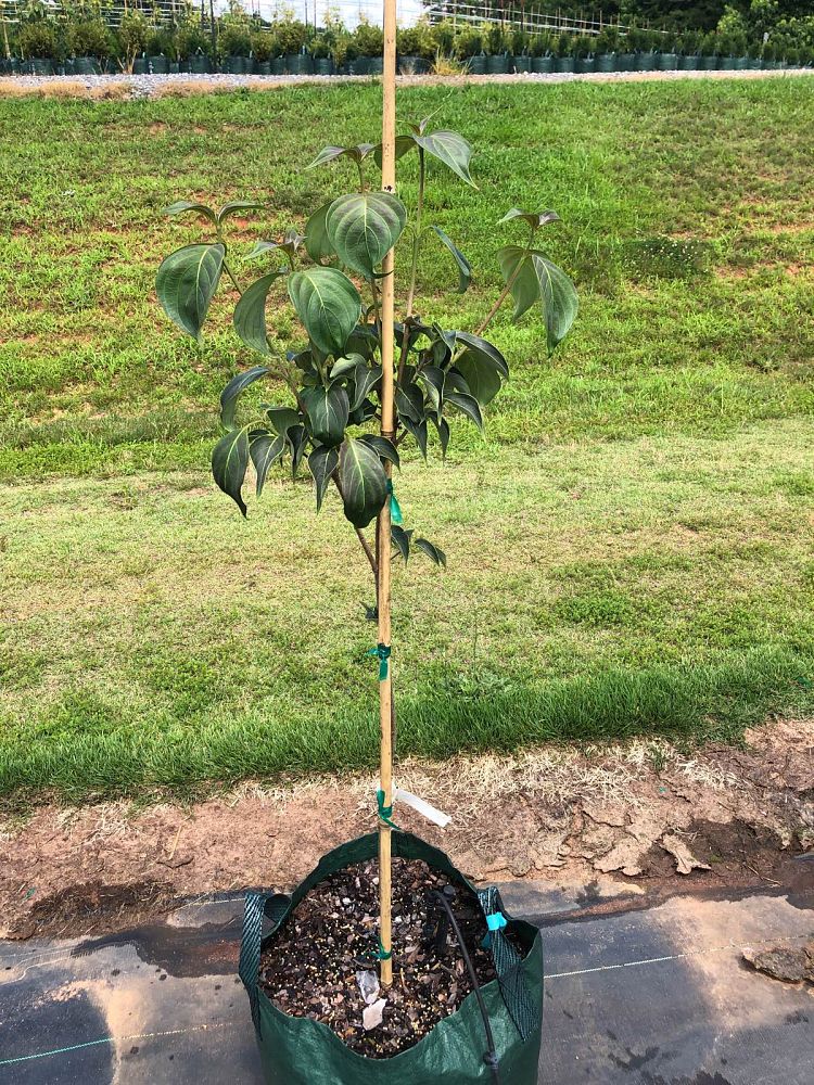 cornus-kousa-chinensis-jn6-chinese-kousa-dogwood-blue-ray