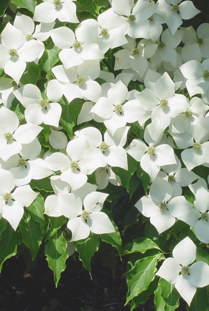 cornus-kousa-kousa-dogwood