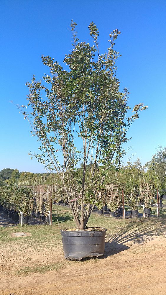 cornus-kousa-kousa-dogwood