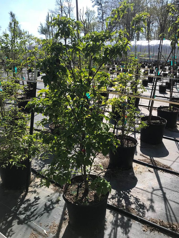 cornus-kousa-kousa-dogwood