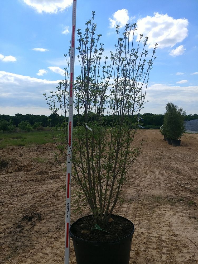 cornus-kousa-kousa-dogwood