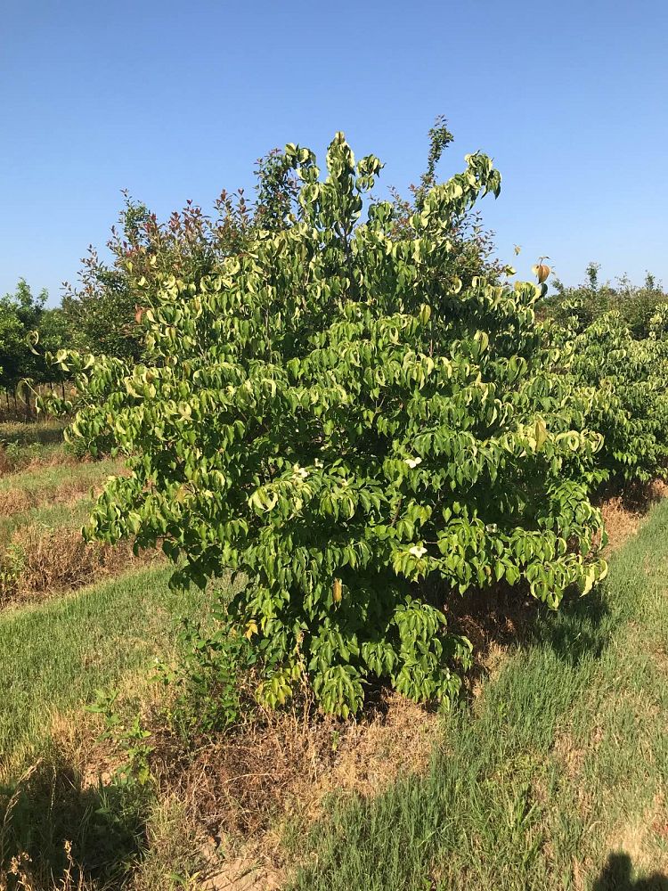 cornus-kousa-kousa-dogwood