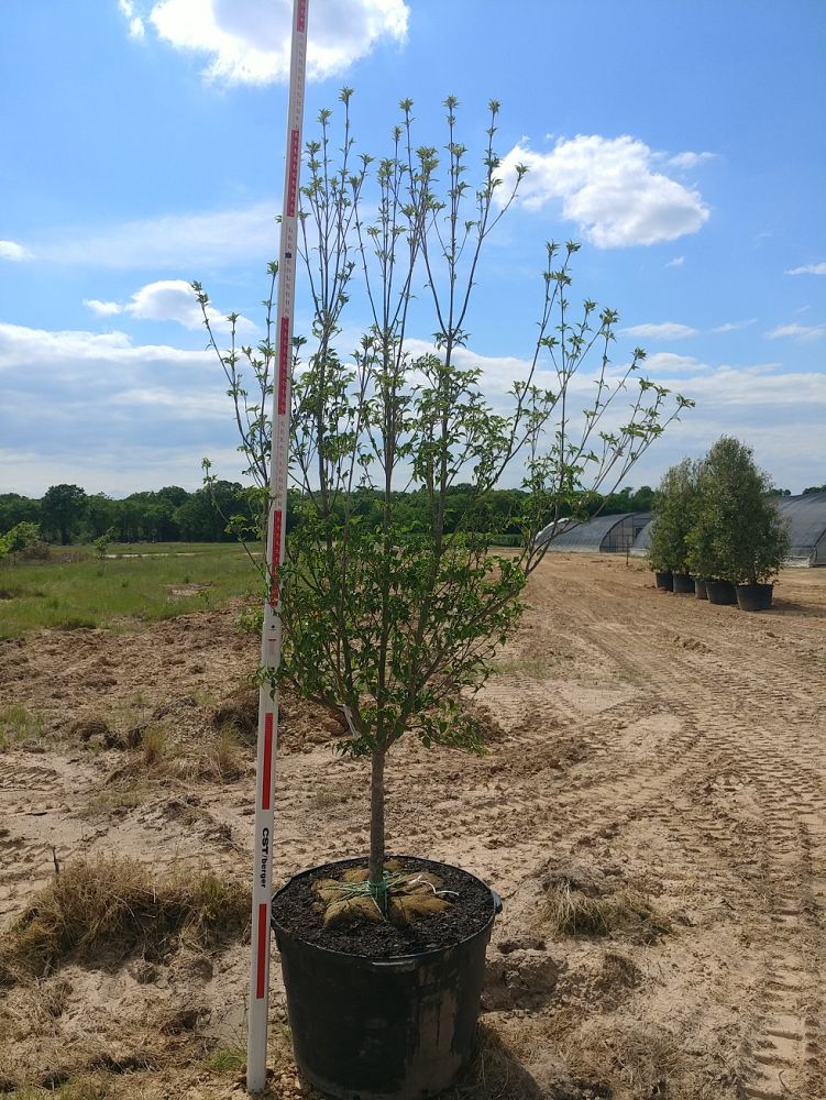 cornus-kousa-kousa-dogwood