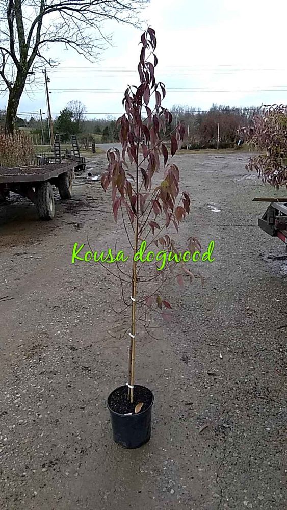 cornus-kousa-kousa-dogwood