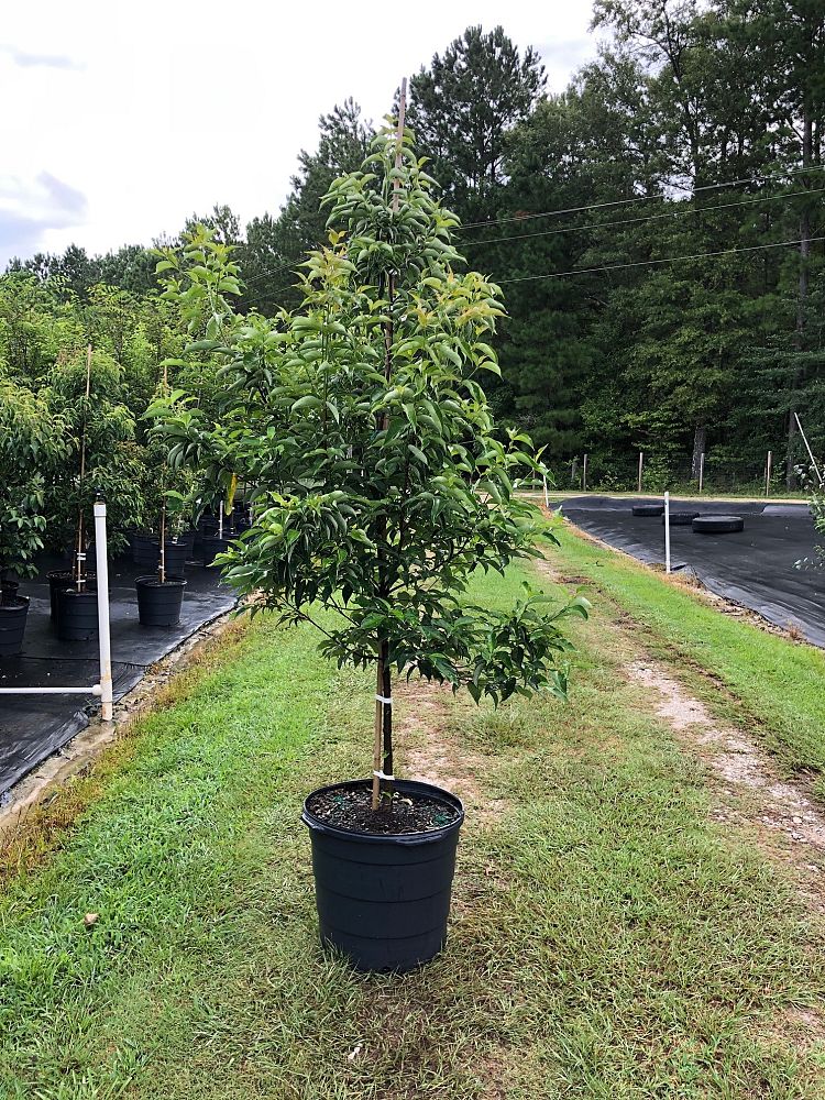 cornus-kousa-kousa-dogwood
