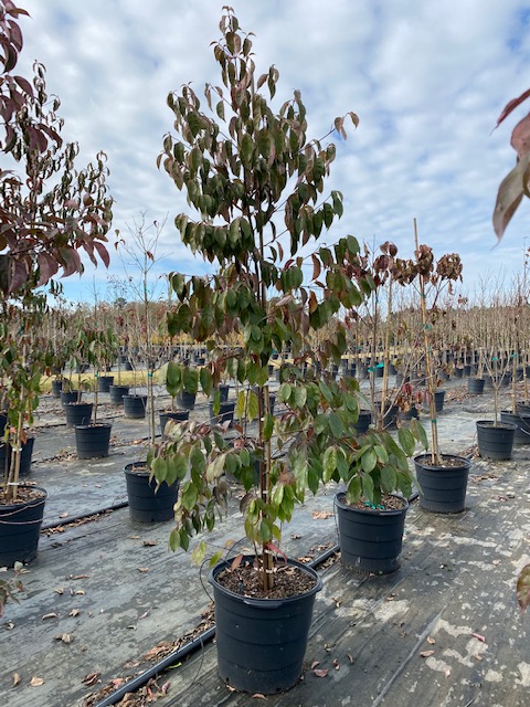 cornus-kousa-kousa-dogwood