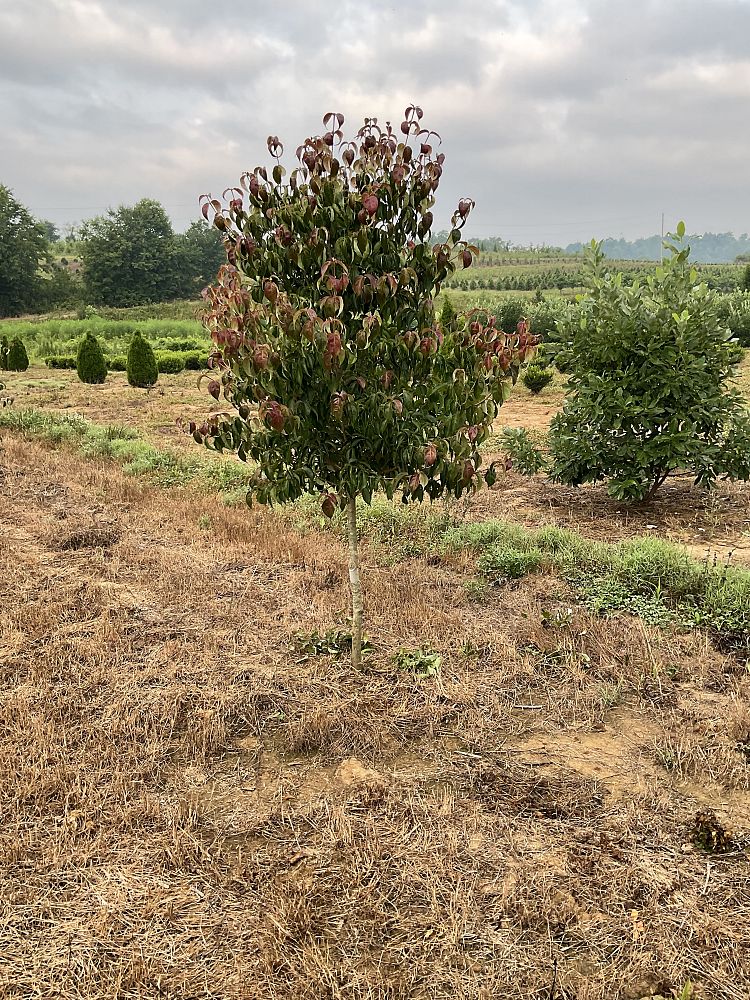 cornus-kousa-kousa-dogwood