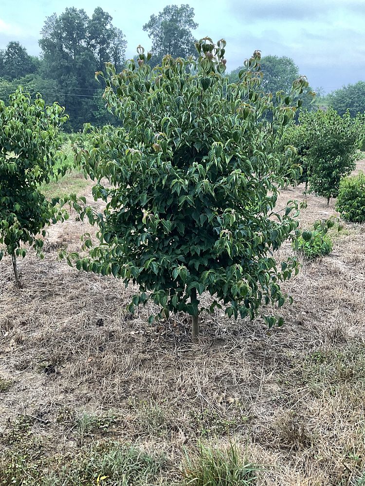 cornus-kousa-kousa-dogwood