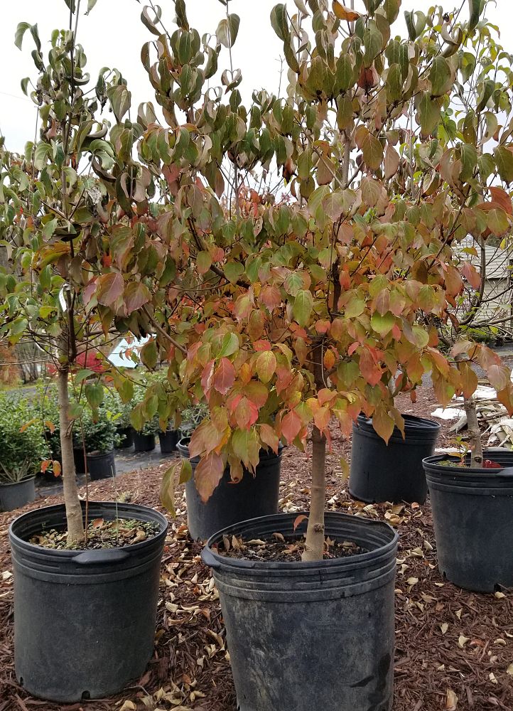 cornus-kousa-kousa-dogwood