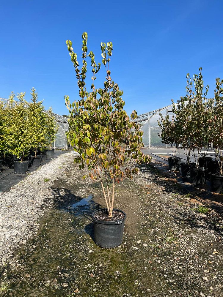 cornus-kousa-kousa-dogwood