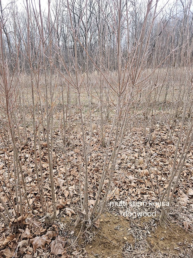 cornus-kousa-kousa-dogwood