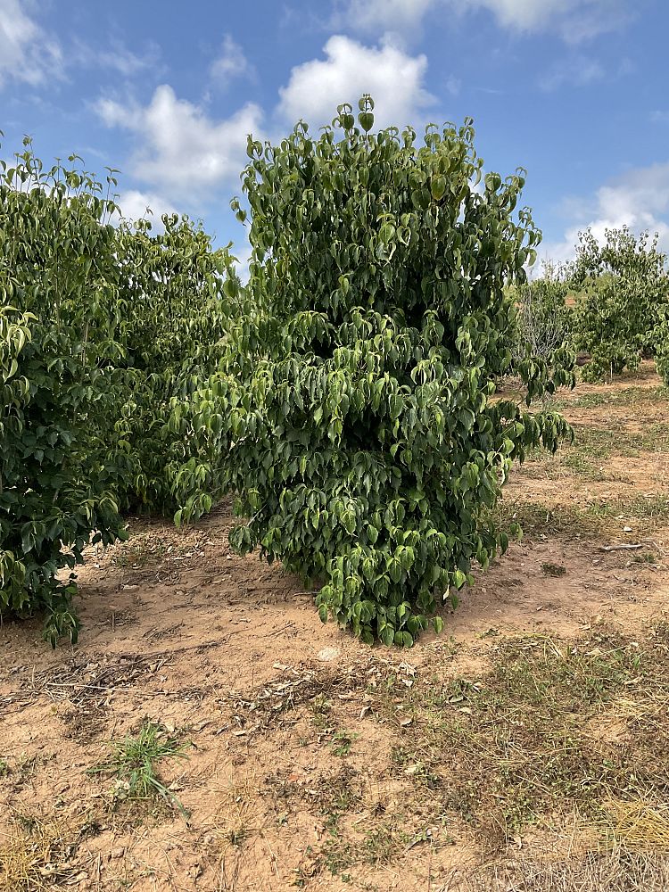 cornus-kousa-kousa-dogwood