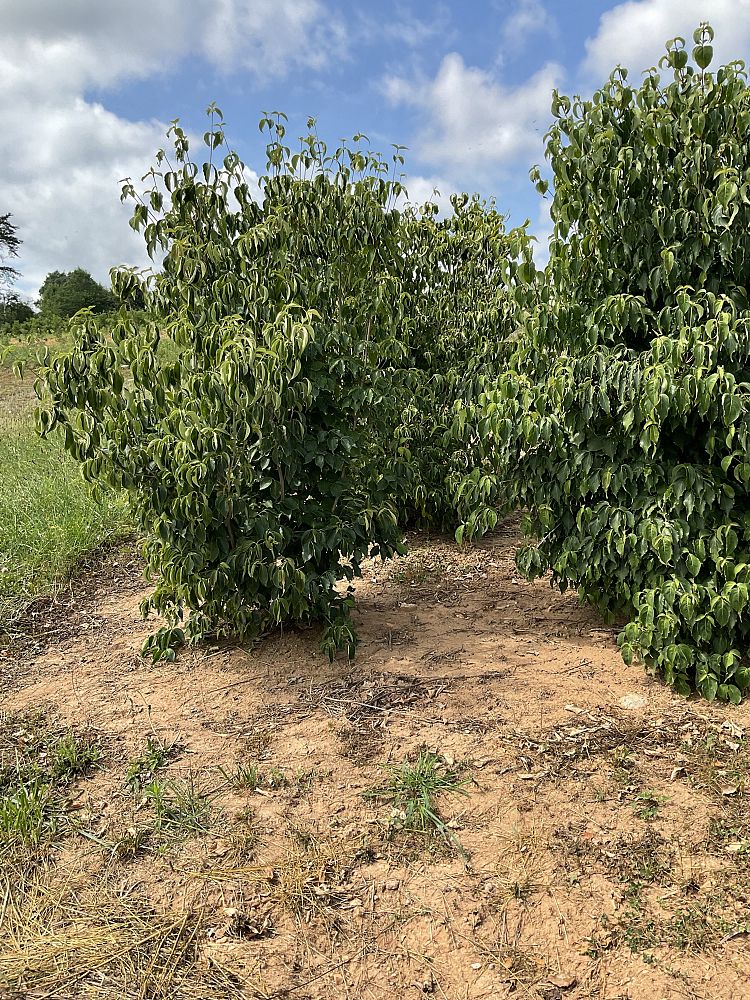 cornus-kousa-kousa-dogwood