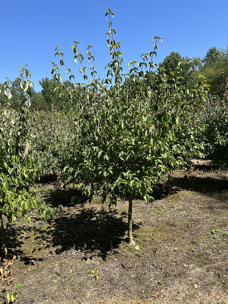 cornus-kousa-kousa-dogwood