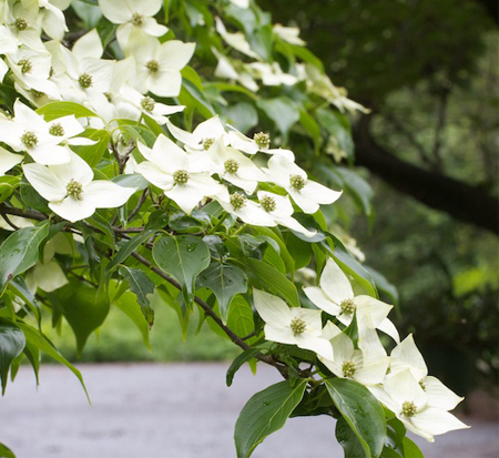 cornus-kousa-national-kousa-dogwood