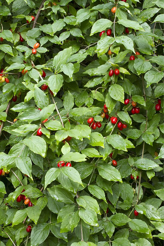 cornus-mas-cornelian-cherry-dogwood