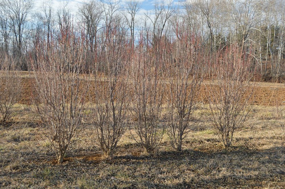 cornus-mas-golden-glory-cornelian-cherry-dogwood