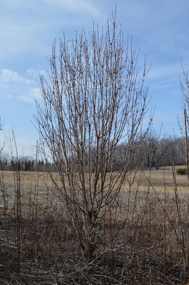 cornus-mas-golden-glory-cornelian-cherry-dogwood