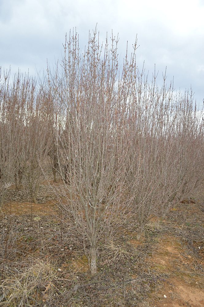 cornus-mas-golden-glory-cornelian-cherry-dogwood