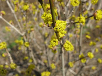 cornus-mas-golden-glory-cornelian-cherry-dogwood