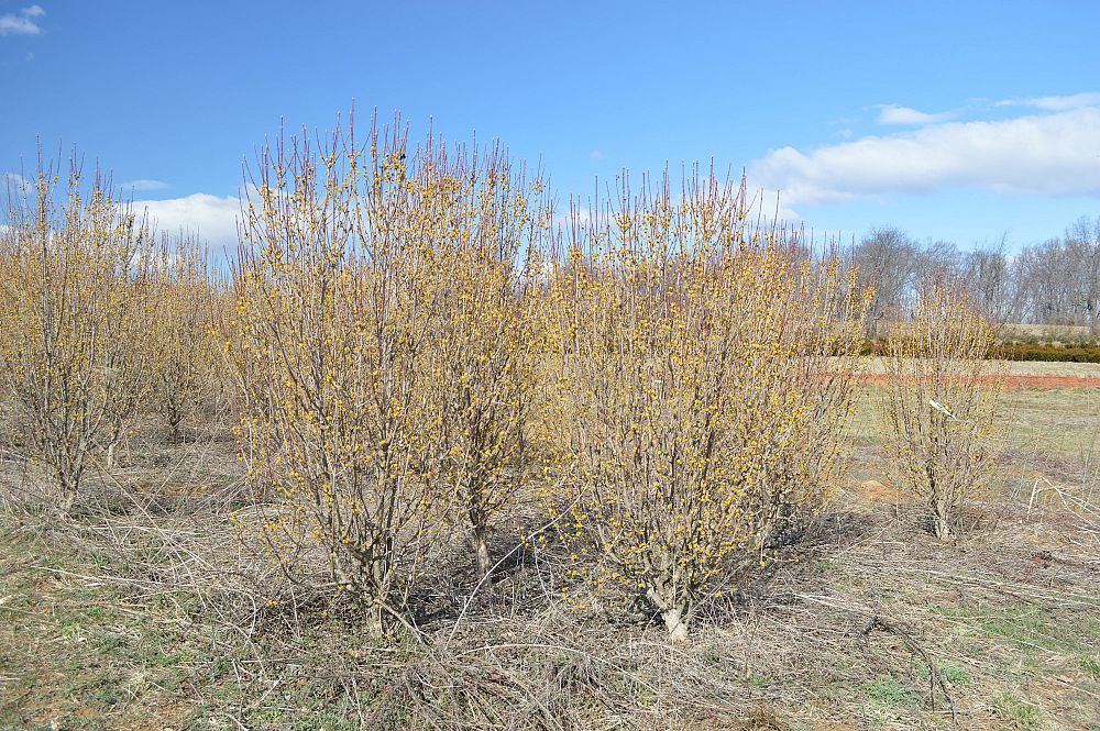 cornus-mas-golden-glory-cornelian-cherry-dogwood