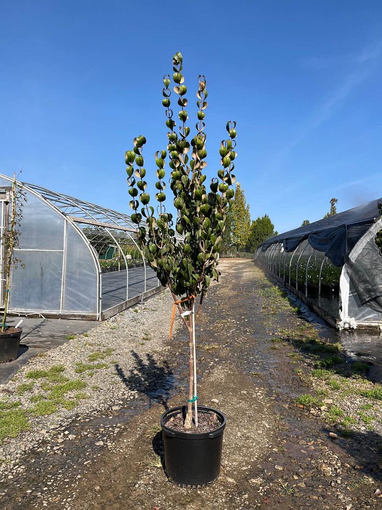 cornus-mas-jfs-pn4legacy-saffron-sentinel-reg-cornelian-cherry