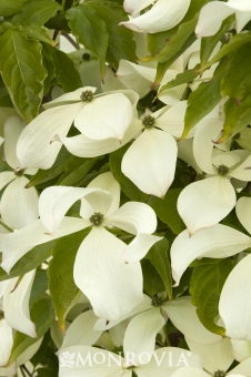 cornus-rutcan-constellation-dogwood