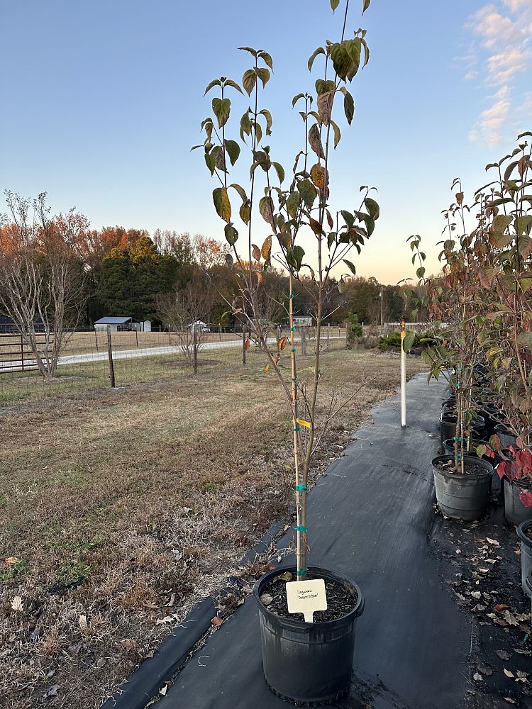 cornus-rutcan-constellation-dogwood
